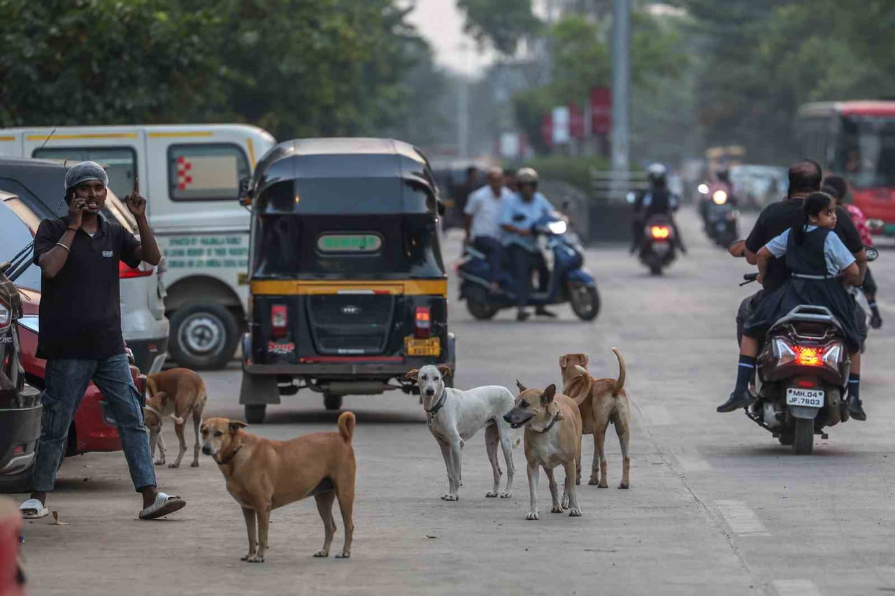 YAKLAŞIK 62 MİLYON SOKAK KÖPEĞİN SOKAKLARI İŞGAL ETTİĞİ ÜLKEDE BAŞIBOŞ SOKAK HAYVANLARI, ÇOCUKLAR...