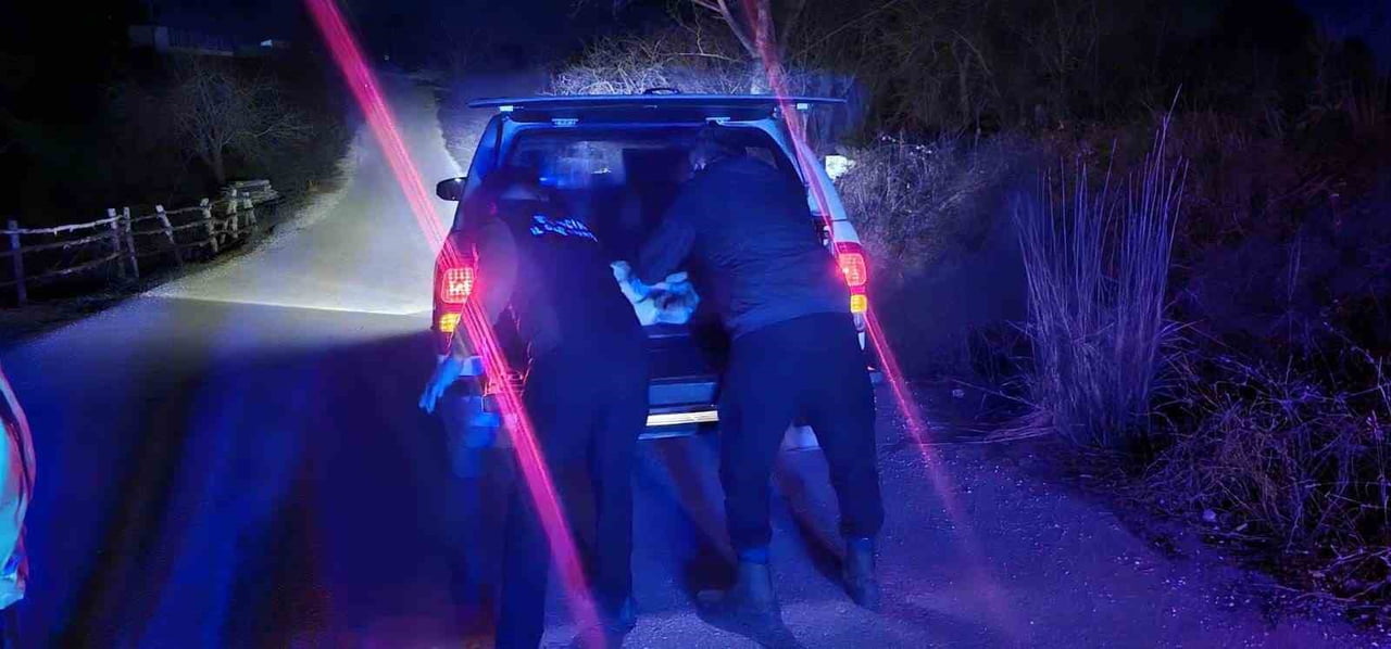 YARALI KÖPEK İHBARINA JANDARMA MÜDAHALE ETTİ