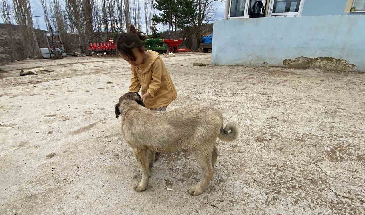 YOZGAT'TA KÜÇÜK YAŞTAN İTİBAREN ÇOBANLIK YAPAN ERKAN TAŞTAN, ÇOBAN KÖPEKLERİNİN HAYVANLARIN KORUMA...