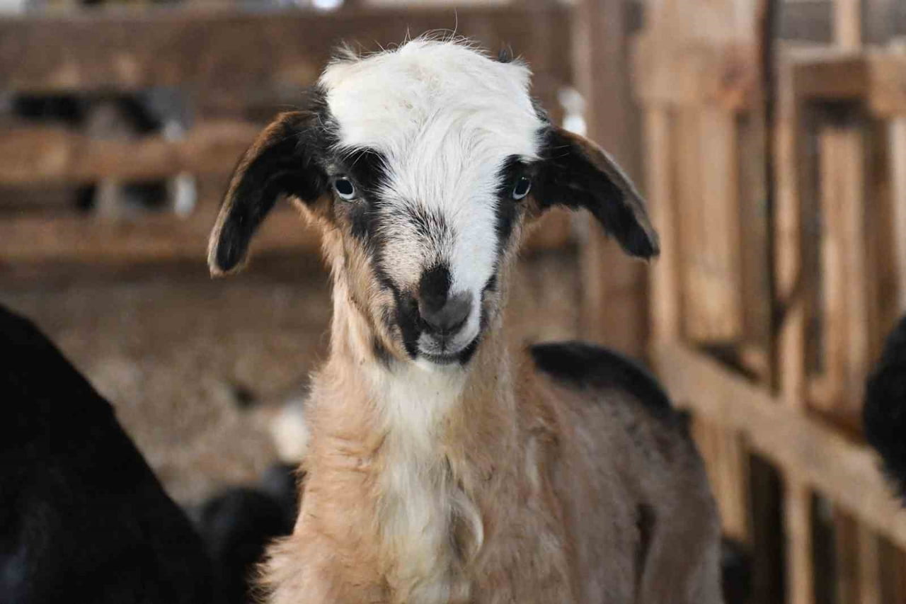 YOZGAT’IN AKDAĞMADENİ İLÇESİNE BAĞLI KUŞKAYASI MAHALLESİNDE KEÇİ YETİŞTİRİCİLİĞİ YAPAN ERKAN...