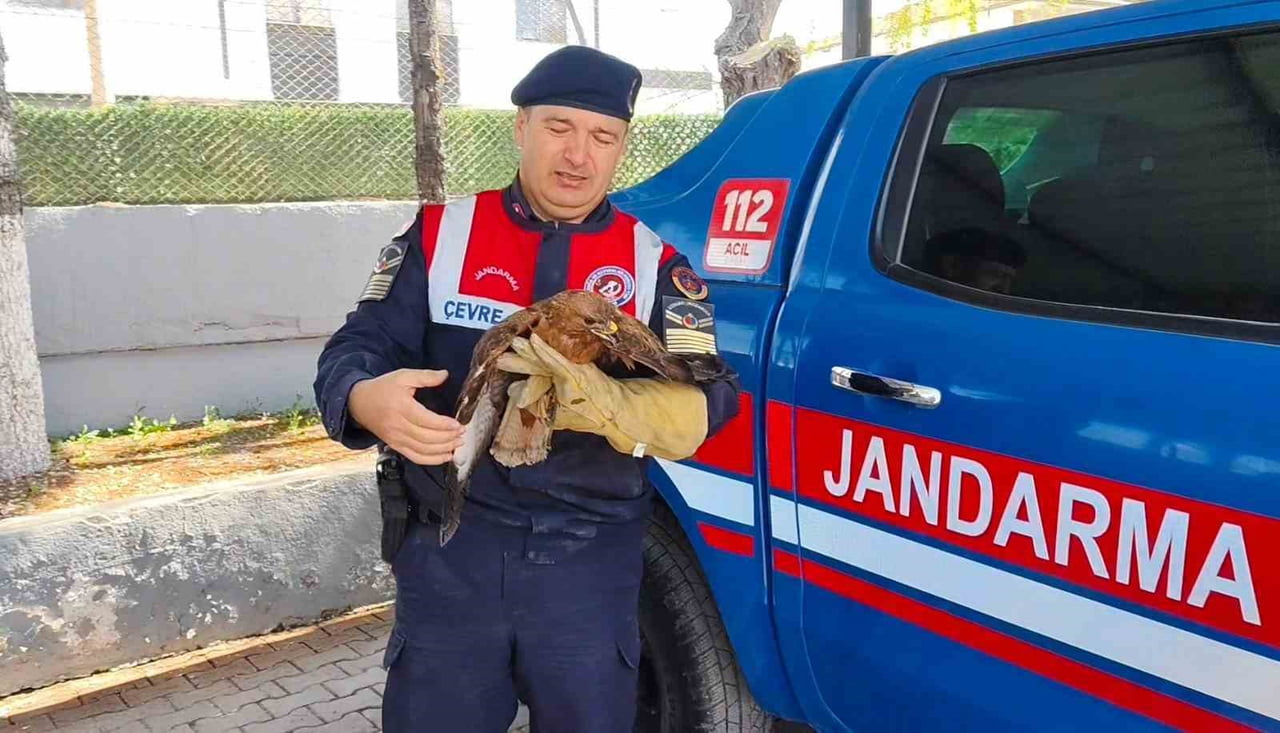YOZGAT’IN BOĞAZLIYAN İLÇESİNDE BULUNAN YARALI ŞAHİN KORUMA ALTINA ALINDI.-