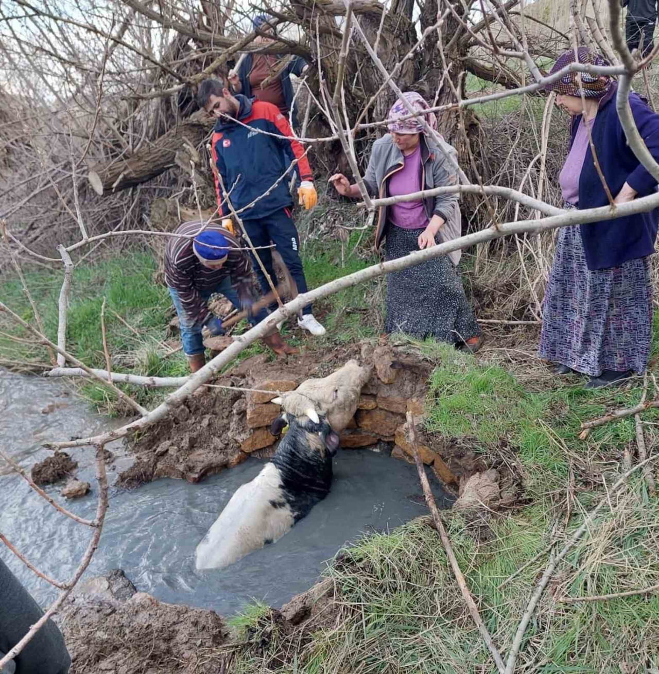 YOZGAT’IN SARIHACILI MAHALLESİ’NDE BİR VATANDAŞA AİT BÜYÜKBAŞ HAYVAN, KÖY YAKINLARINDA BULUNAN BİR...