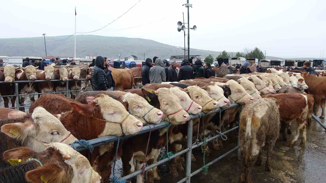 YOZGAT’IN SORGUN İLÇESİNDE BULUNAN CANLI HAYVAN PAZARI ÜRETİCİ VE ALICILARI BULUŞTURUYOR.
