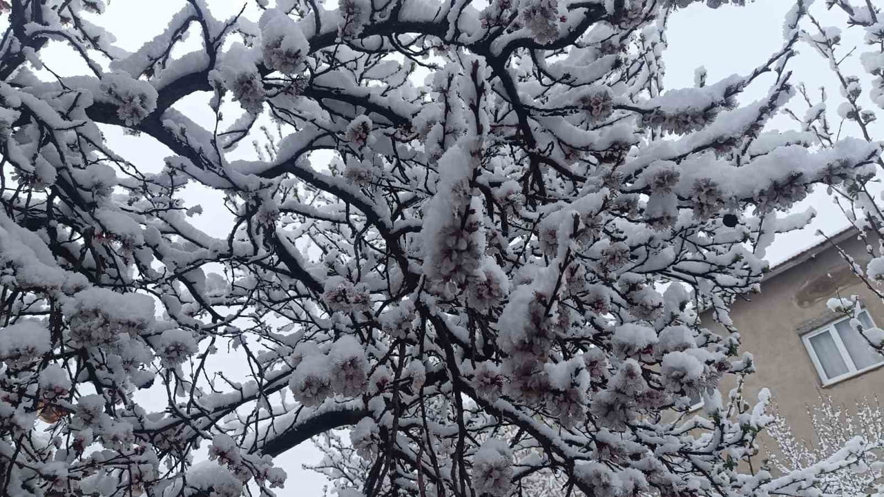 YOZGAT’TA İLKBAHARDA ÇİÇEKLENEN AĞAÇLAR KAR YAĞIŞIYLA BEYAZA BÜRÜNDÜ.-