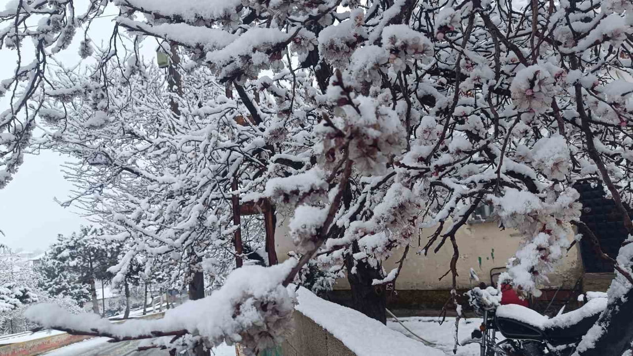 YOZGAT’TA İLKBAHARDA ÇİÇEKLENEN AĞAÇLAR KAR YAĞIŞIYLA BEYAZA BÜRÜNDÜ.-