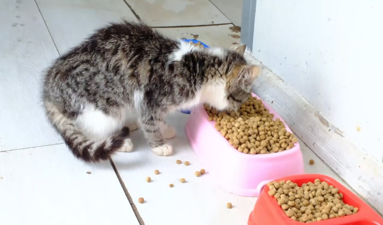 YOZGAT’TA SOKAK HAYVANLARININ BESLENME İHTİYAÇLARINI KARŞILAMAYA YÖNELİK ÖNEMLİ BİR ADIM ATILDI....