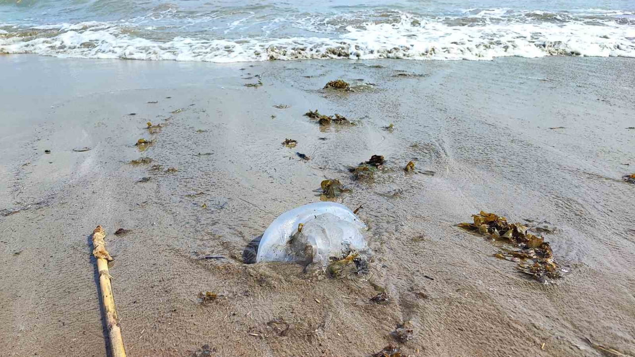 YUMURTALIK SAHİLİNİ DENİZANALARI SARDI