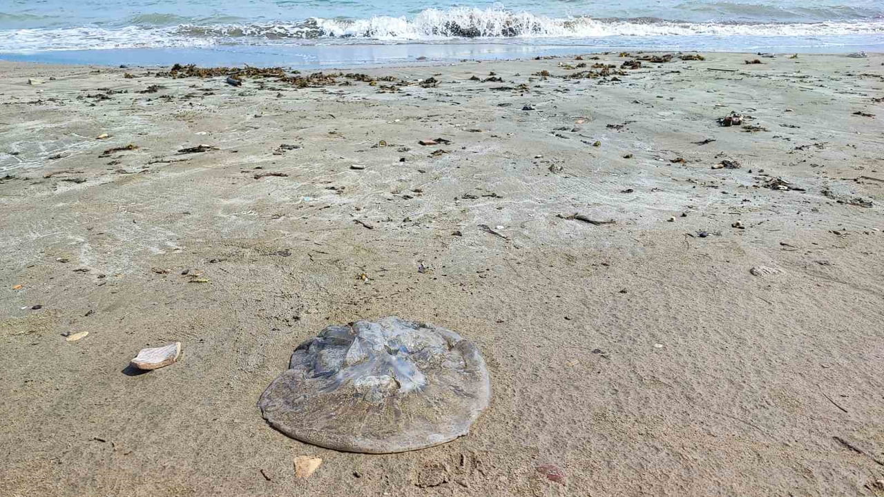 YUMURTALIK SAHİLİNİ DENİZANALARI SARDI