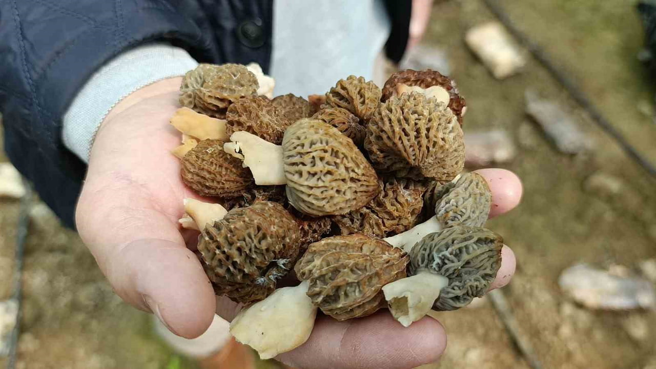 ZİRAAT MÜHENDİSİ ÖMER ŞAHİN TARAFINDAN SEYDİLER MAHALLESİNDE KURULAN TOHUM LABORATUVARINDA...