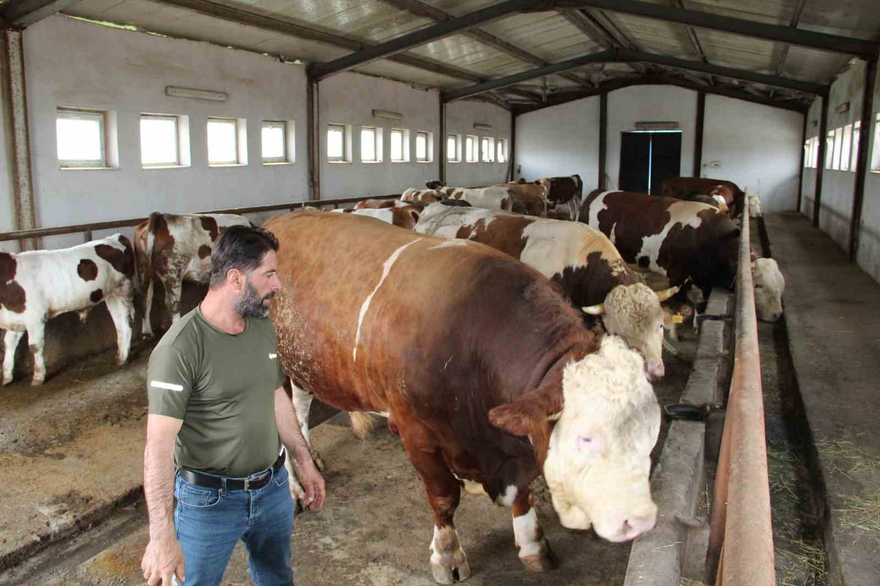 1,5 TONLUK “TOSUN PAŞA” 450 BİN TL’YE SATILDI