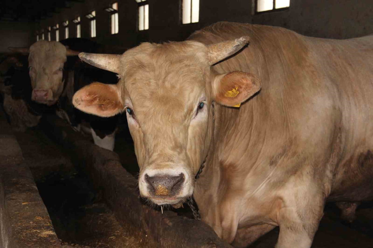 1 TON 200 KİLOGRAM GELEN GENCO İSİMLİ TOSUN 650 BİN LİRAYA ALICISINI BEKLİYOR.