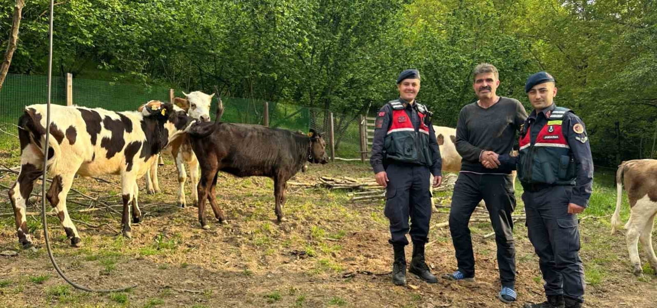 7 ADET BÜYÜKBAŞ HAYVAN, SAHİBİNE TESLİM EDİLDİ