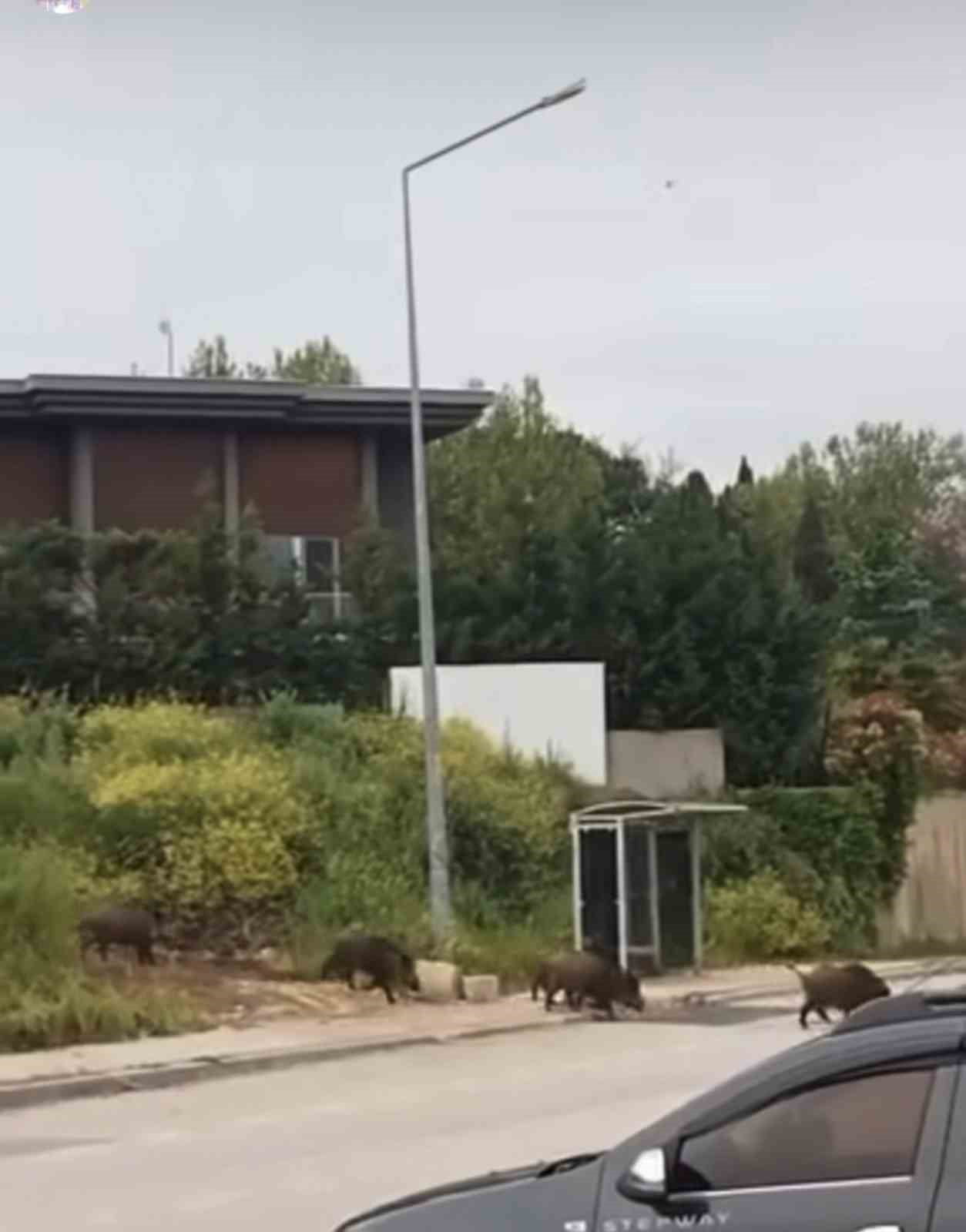 AÇ KALAN DOMUZ SÜRÜSÜ, GÜNDÜZ ŞEHİR MERKEZİNE İNDİ