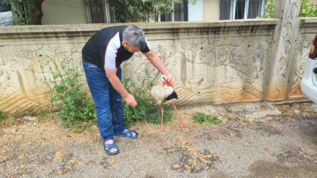 ADANA'DA CAMİ AVLUSUNDA YARALI HALDE BULUNAN LEYLEĞE VATANDAŞ SAHİP ÇIKTI.