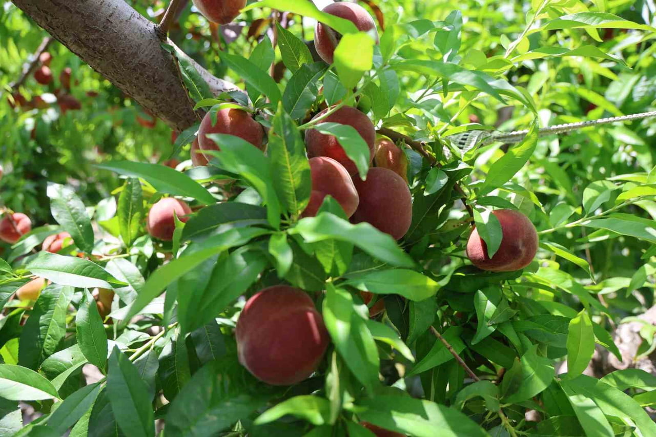 ADANA'NIN KOZAN İLÇESİNDE ERKENCİ ŞEFTALİ HASADI BAŞLADI.