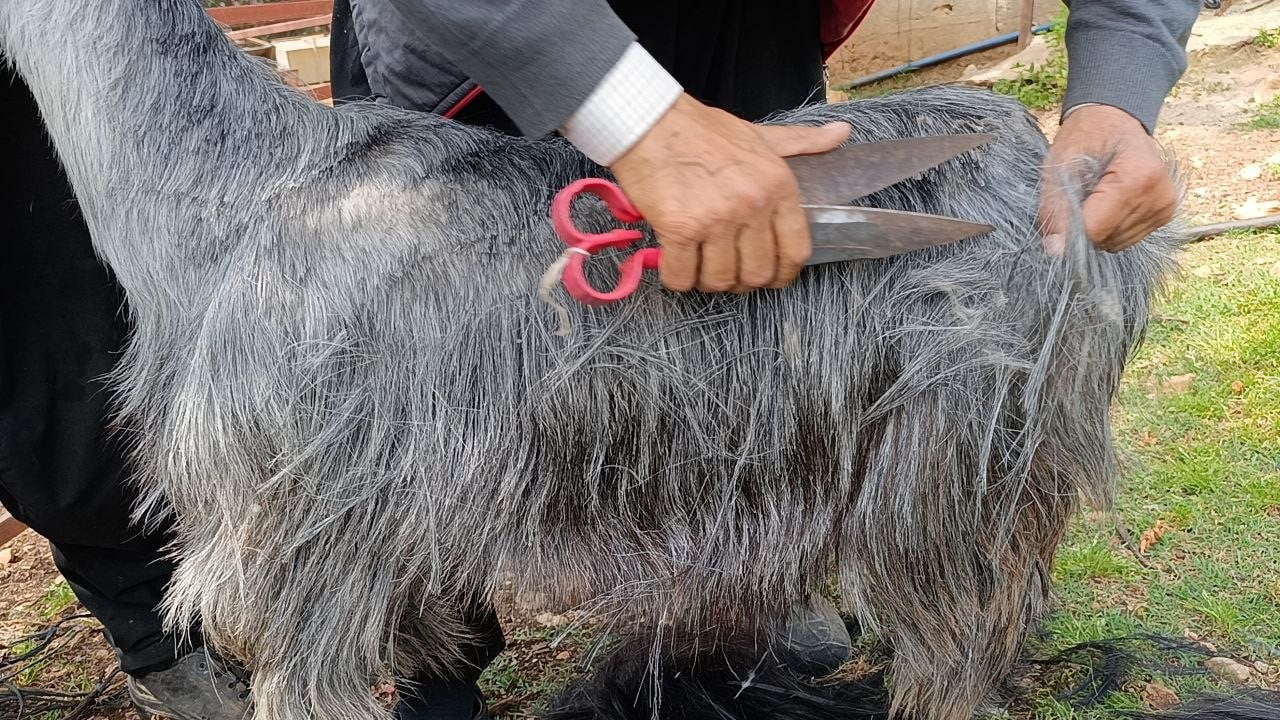 ADANA'NIN KOZAN İLÇESİNDE HAYVANCILIKLA UĞRAŞAN KÜÇÜK ÜRETİCİLER, KEÇİLERİNİ YAZ MEVSİMİNE...