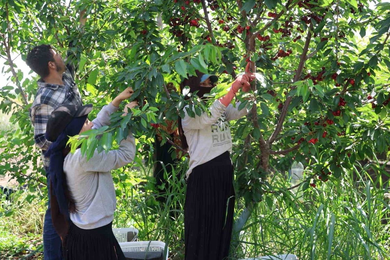 ADANA’NIN İMAMOĞLU İLÇESİNDE ÜRETİCİ FATİH KARA, GENELLİKLE YÜKSEK RAKIMLI YAYLA BÖLGELERİNDE...