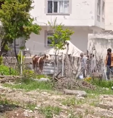 ADIYAMAN’DA SAHİPLERİNİN ELİNDEN KAÇAN BÜYÜKBAŞ KURBANLIK UYUŞTURUCU İĞNE VURULARAK...