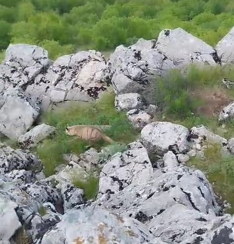 ADIYAMAN’IN GÖLBAŞI İLÇESİNE BAĞLI AKÇAKAYA KÖYÜ KIRSALINDA, NESLİ TÜKENME TEHLİKESİ ALTINDA...