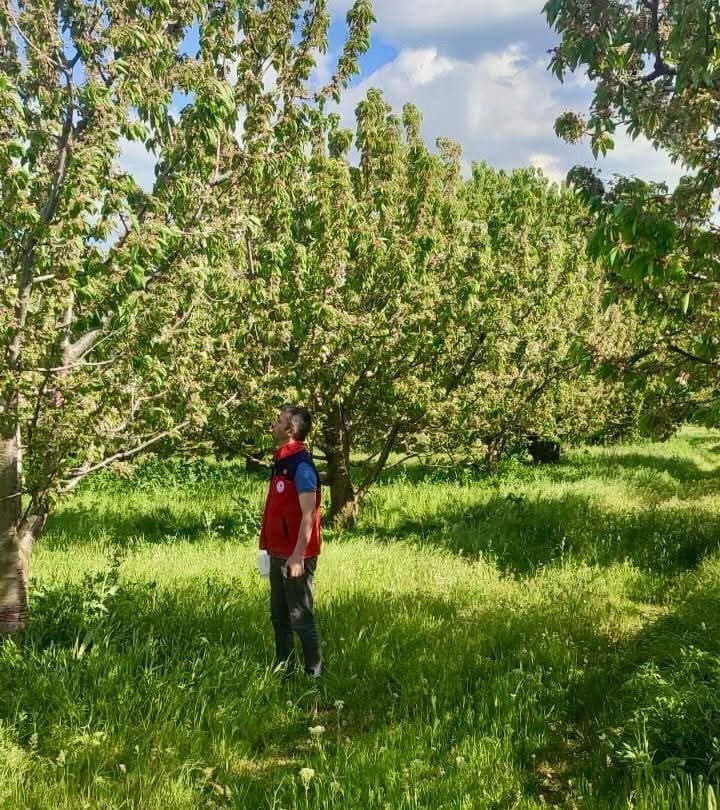 AFYONKARAHİSAR'DA KİRAZ REKOLTESİNDE ARTTIRILMASI AMACIYLA ÜRETİM ALANLARINDA YÜRÜTÜLEN BİTKİ...