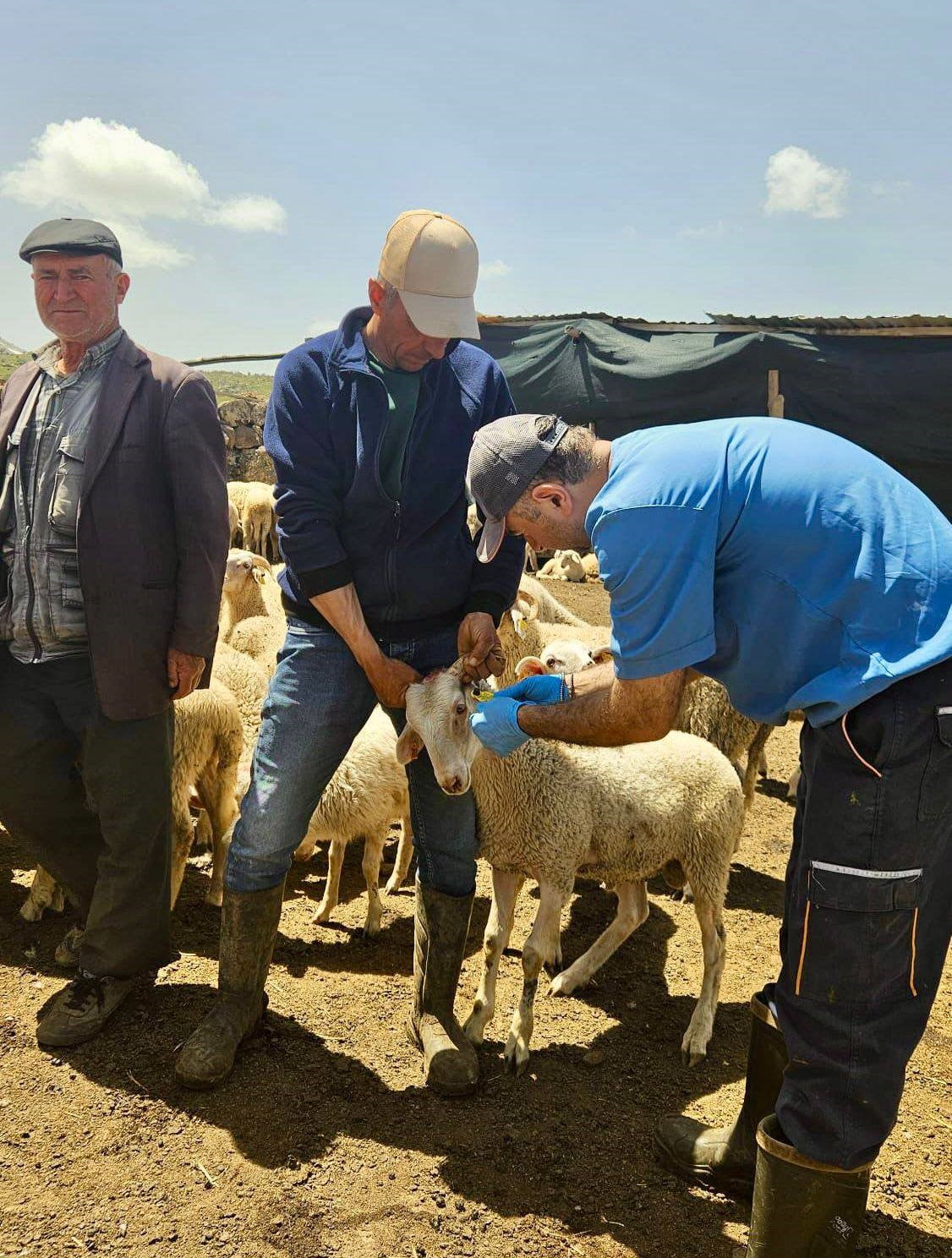 AFYONKARAHİSAR İL TARIM VE ORMAN MÜDÜRLÜĞÜ TARAFINDAN YÜRÜTÜLEN HALK ELİNDE KÜÇÜKBAŞ HAYVAN ISLAHI...