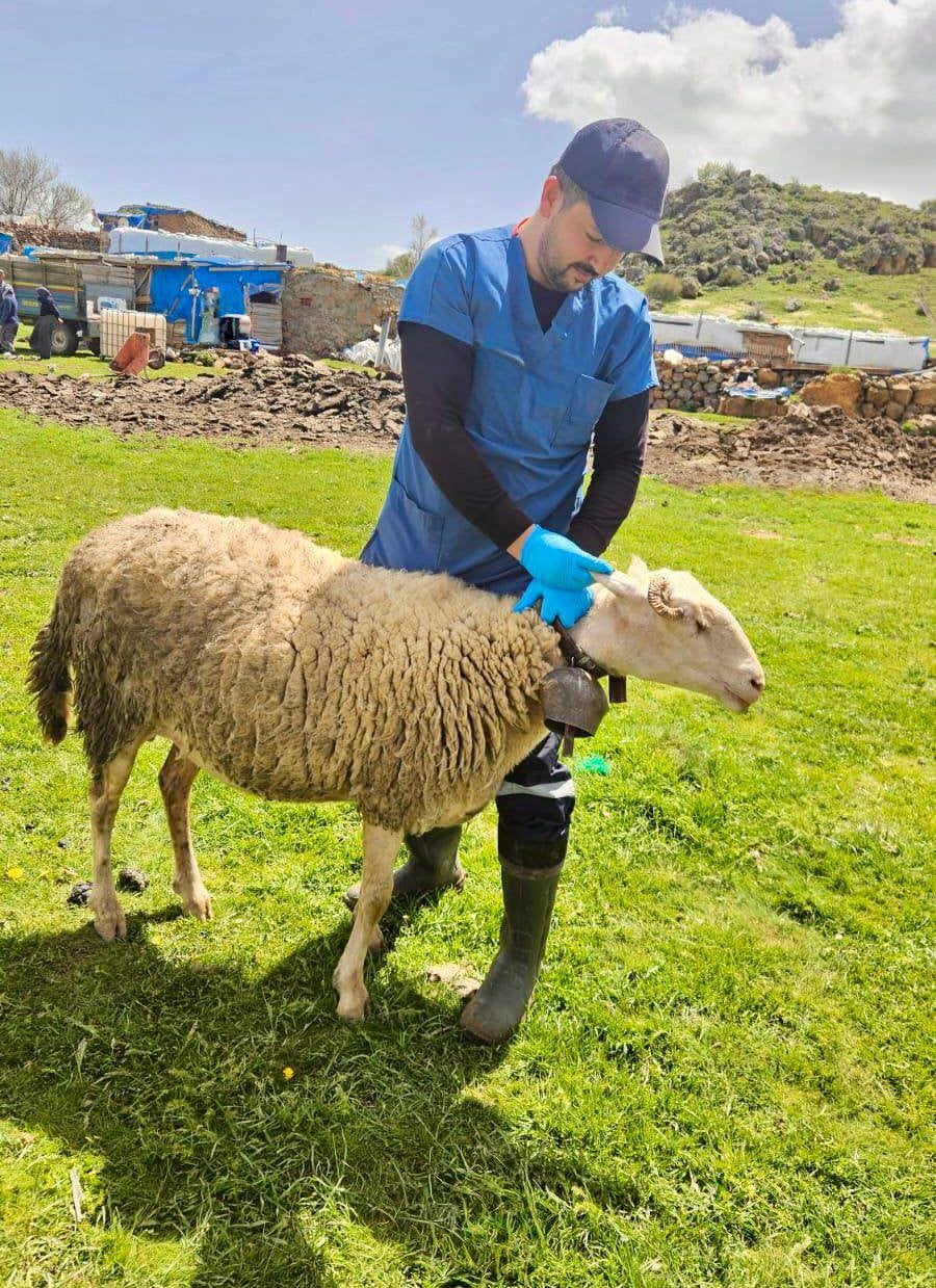 AFYONKARAHİSAR İL TARIM VE ORMAN MÜDÜRLÜĞÜ TARAFINDAN YÜRÜTÜLEN HALK ELİNDE KÜÇÜKBAŞ HAYVAN ISLAHI...