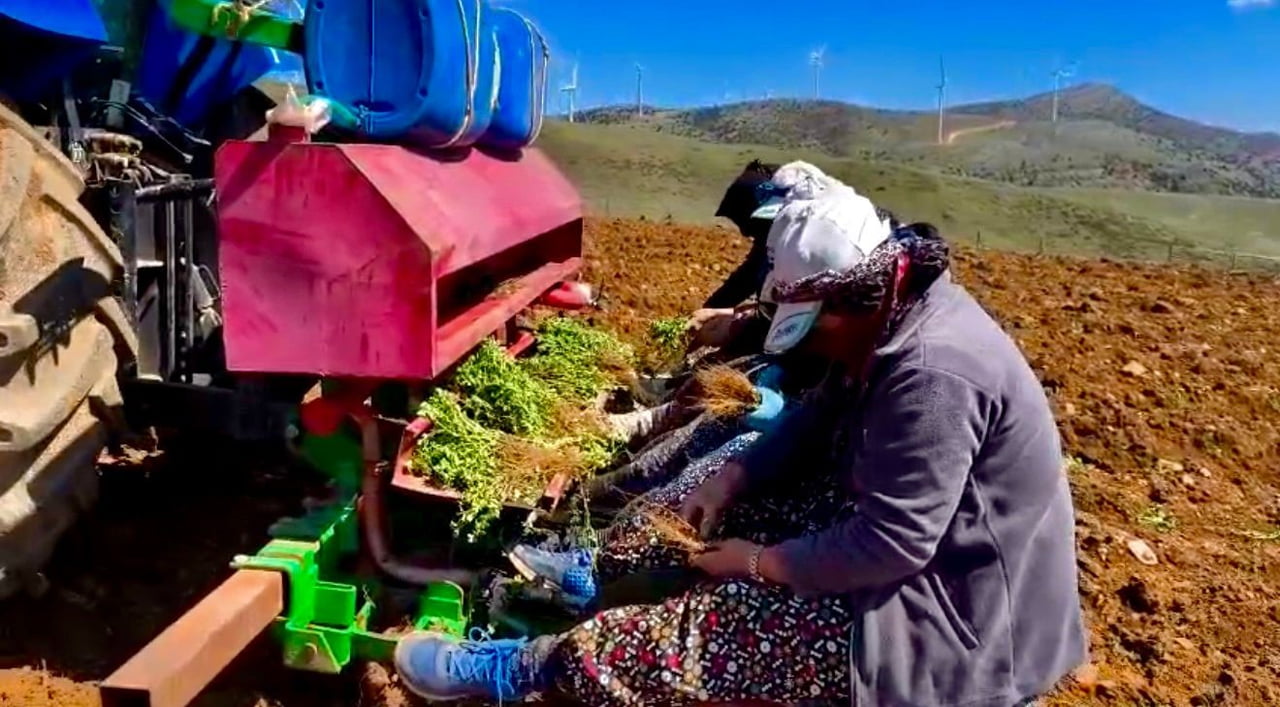 AFYONKARAHİSAR’IN DİNAR İLÇESİNDE HAYATA GEÇİRİLEN ‘KEKİK YETİŞTİRİCİLİĞİ’ PROJESİ İLE YILLARDAN...