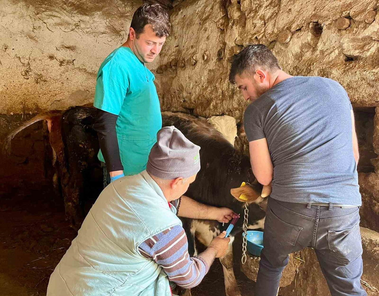 AFYONKARAHİSAR’IN İHSANİYE İLÇESİNDE ŞAP HASTALIĞIYLA MÜCADELE ÇERÇEVESİNDE BÜYÜKBAŞ HAYVANLARDAN...