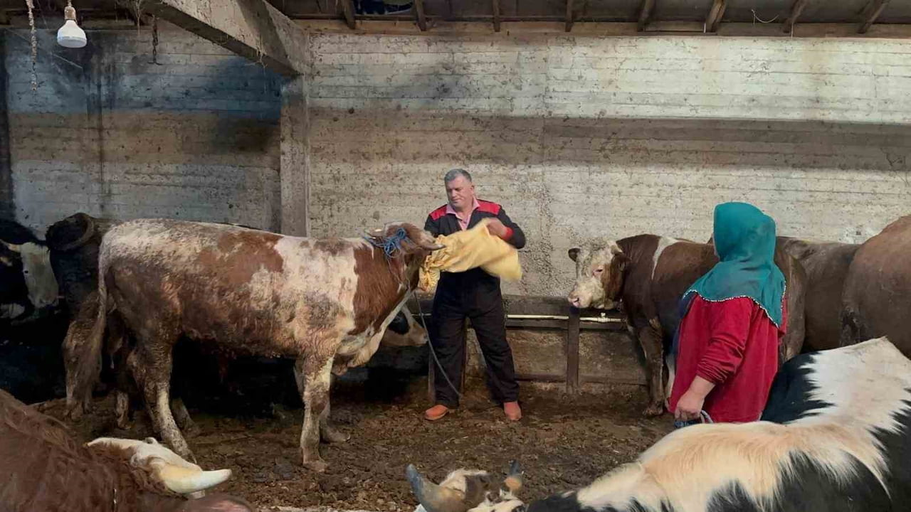 AHIRLARDAKİ KURBANLIK HAYVANLAR