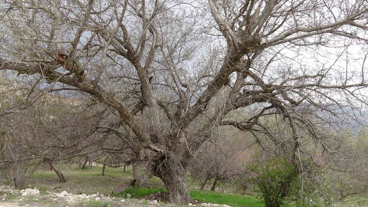 AKÇADAĞ İLÇESİNDE BULUNAN YAKLAŞIK 270 YILLIK CEVİZ AĞACI, YILLARA MEYDAN OKUYARAK AYAKTA KALMAYI...