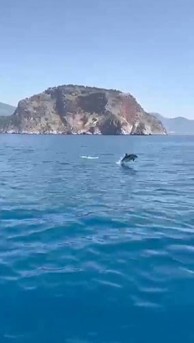 ALANYA İLÇESİ AÇIKLARINDA TUR TEKNESİNE EŞLİK EDEN YUNUSLAR, ORTAYA RENKLİ GÖRÜNTÜLER...