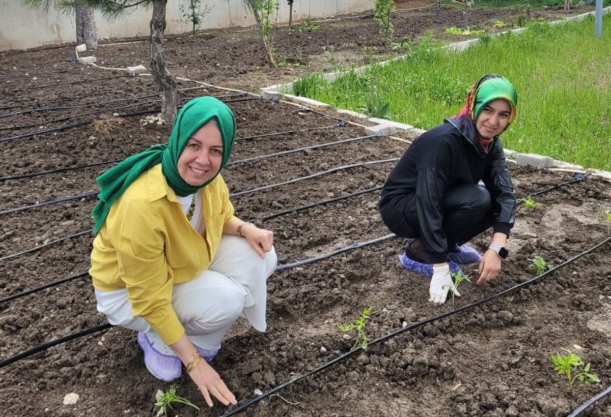 ALTINTAŞ’TA ÖĞRETMENLER DOMATES FİDELERİNİ TOPRAKLA BULUŞTURDU