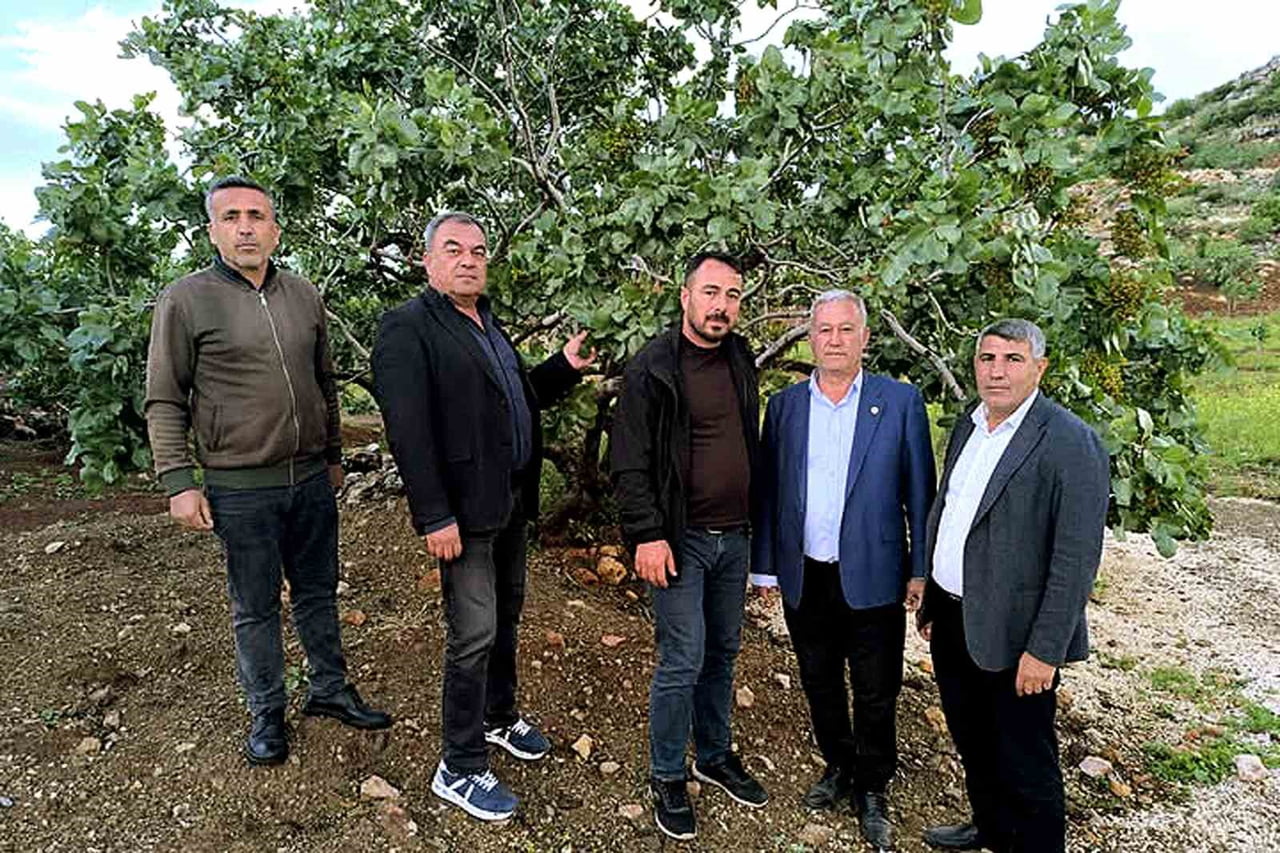 ALTUN, DOLU YAĞIŞLARININ ARDINDAN FISTIK BAHÇELERİNİ GEZDİ