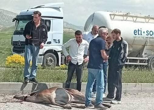 ANKARA’NIN BEYPAZARI İLÇESİNDE, OTOMOBİLİN ÇARPTIĞI GEYİK AĞIR YARALANDI.