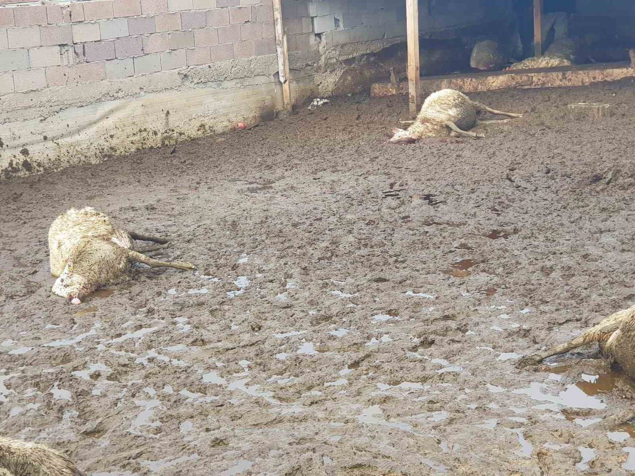 ANKARA’NIN POLATLI İLÇESİNDE BİR HAYVAN AĞILINA KURT GİRDİ, 15 KOYUN TELEF OLDU.