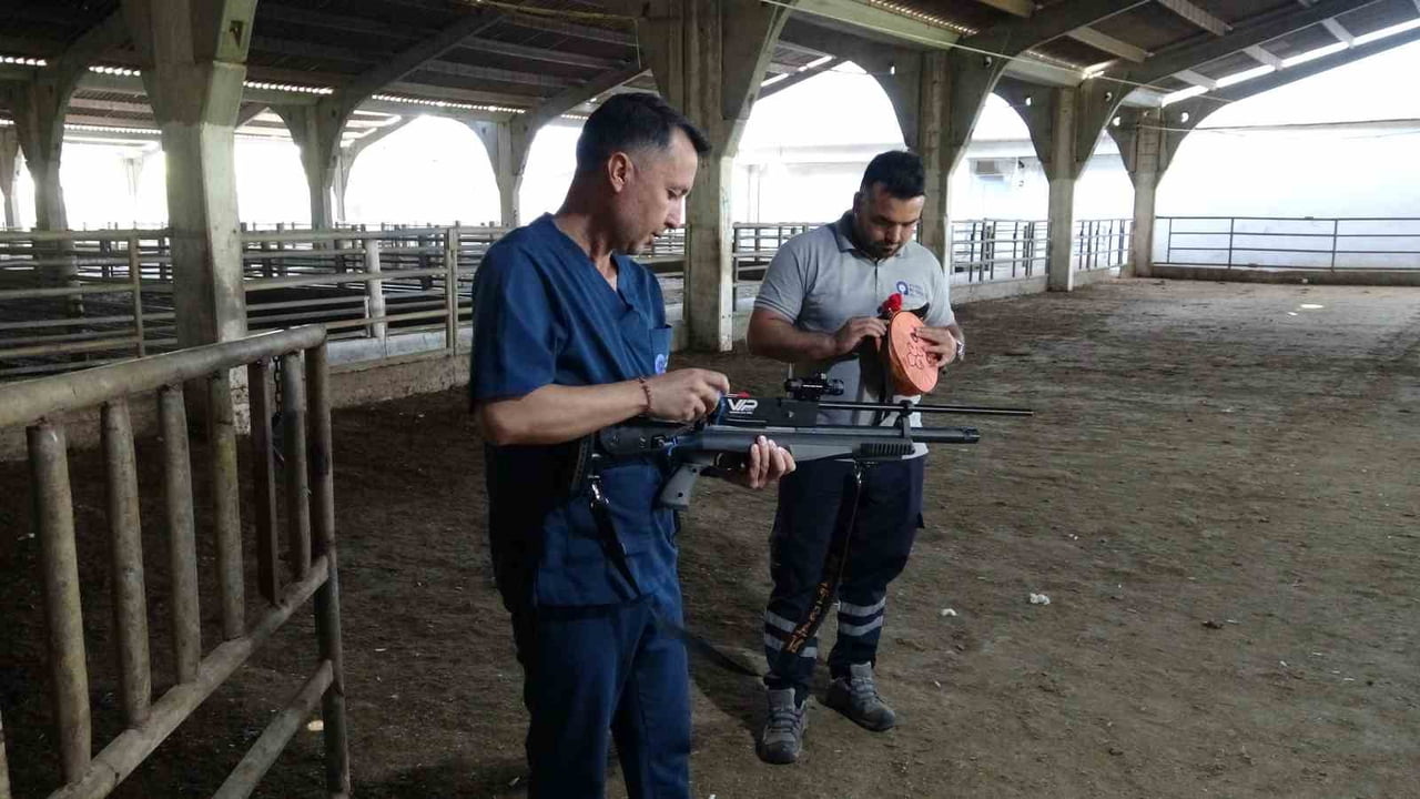 ANTALYA'DA KURBAN BAYRAMI ÖNCESİ FİRARİ KURBANLIKLAR İÇİN KURULAN "KURBAN YAKALAMA TİMİ"...