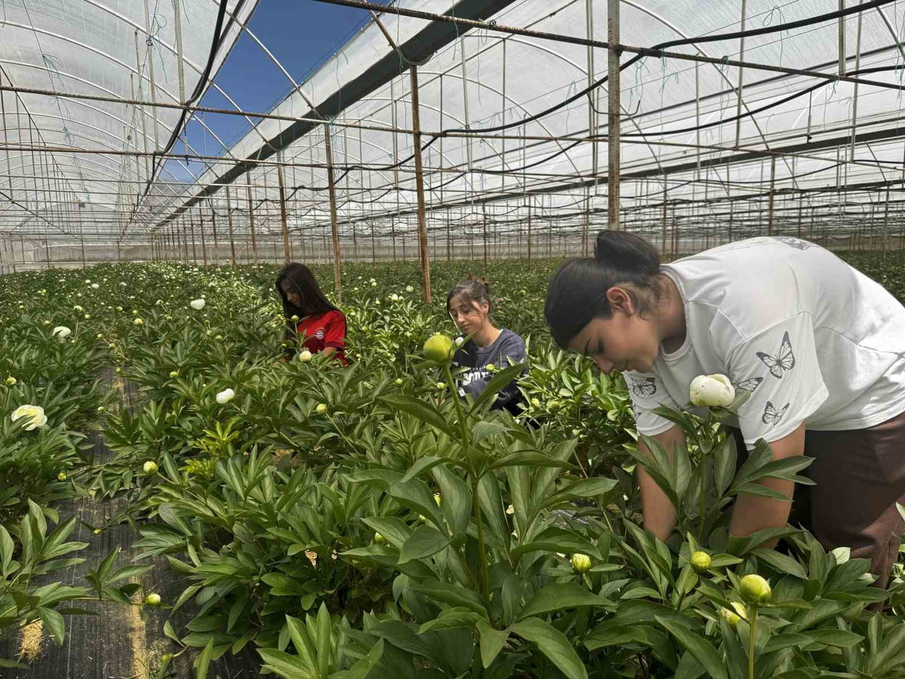 ANTALYA'NIN ELMALI İLÇESİNE BAĞLI EYMİR MAHALLESİ'NDE ŞAKAYIK ÇİÇEĞİ ÜRETİMİ ADETA ALTIN ÇAĞINI...