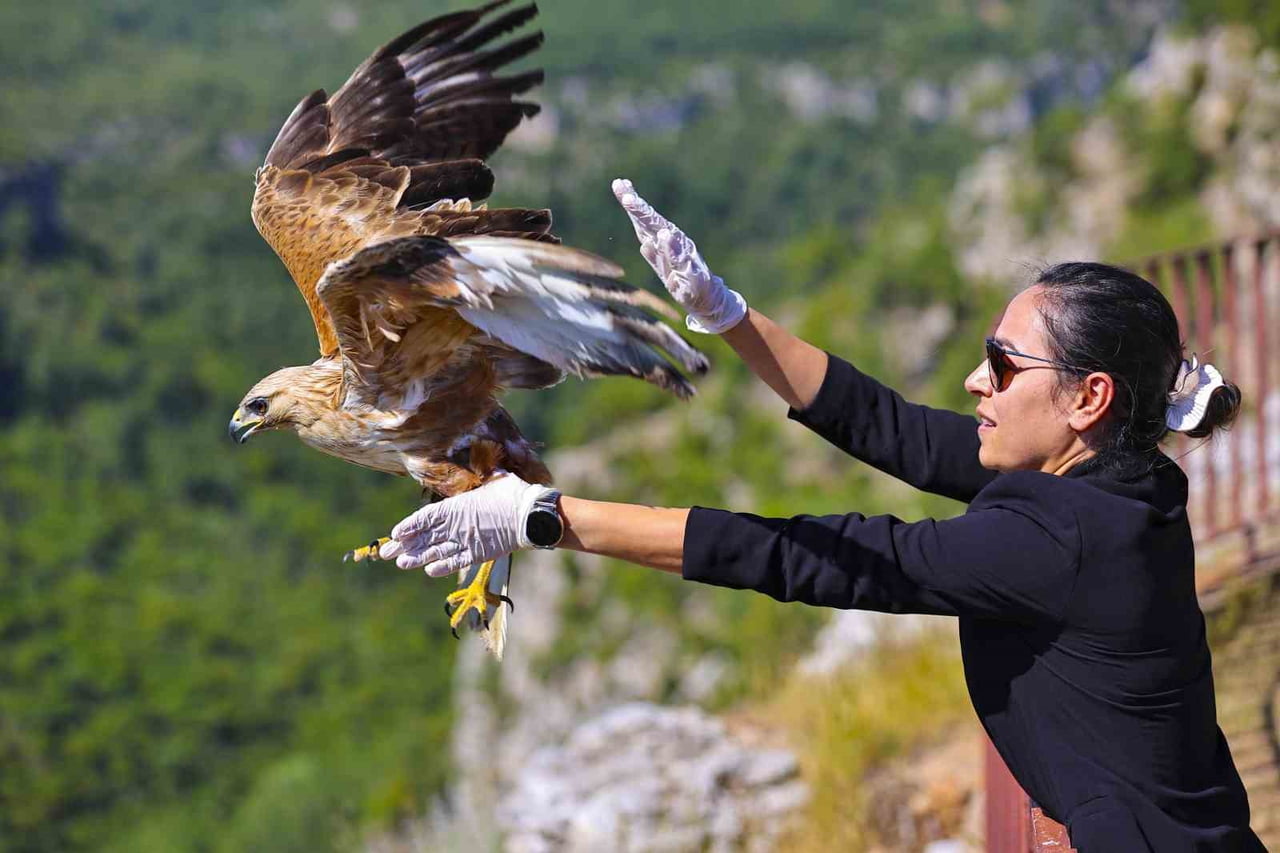 ANTALYA BÜYÜKŞEHİR BELEDİYESİ, GEÇTİĞİMİZ AYLARDA GÜÇSÜZ HALDE BULUNAN BİR KIZIL ŞAHİNİ TEDAVİ...