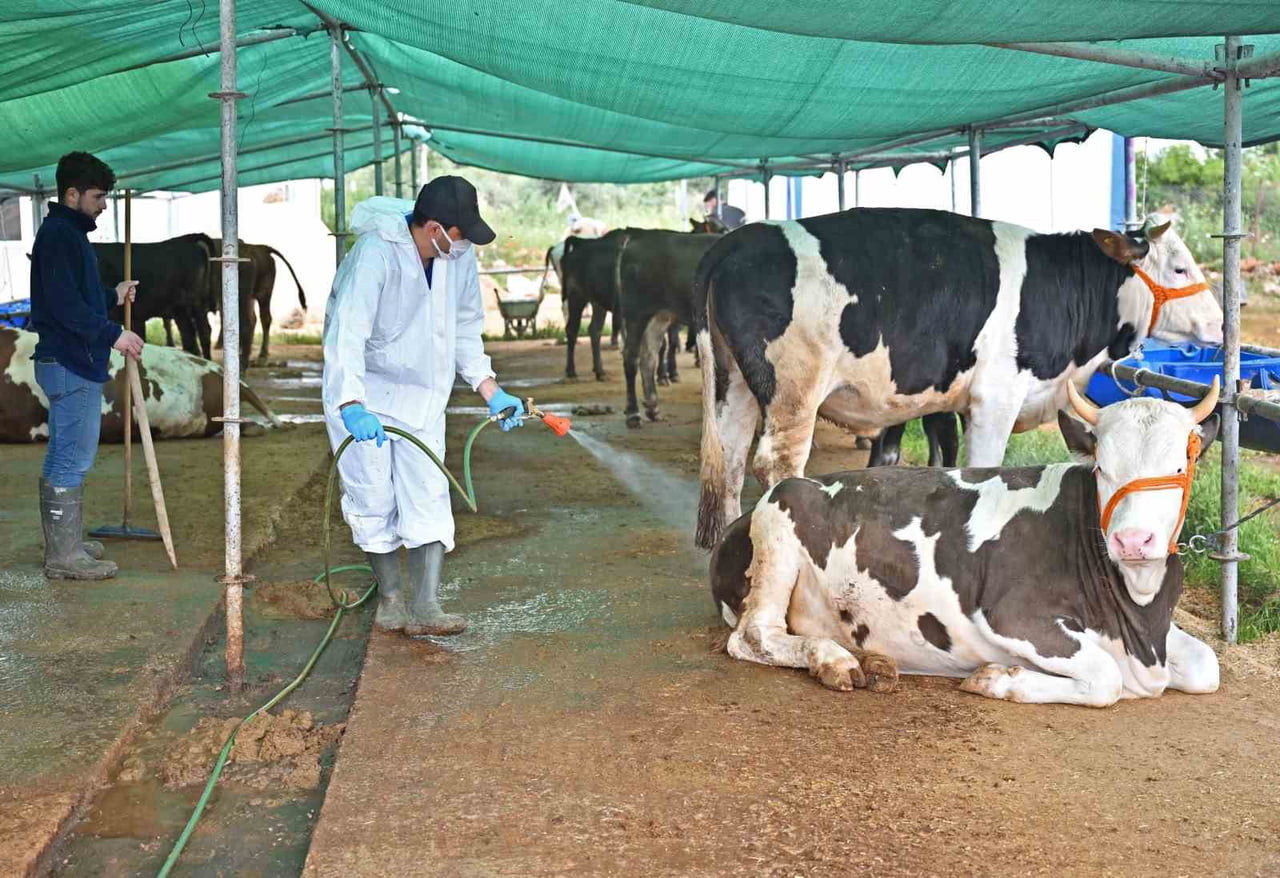 ANTALYA BÜYÜKŞEHİR BELEDİYESİ KENT GENELİNDEKİ KURBANLIK SATIŞ NOKTALARINDA HAYVANLARIN VE...