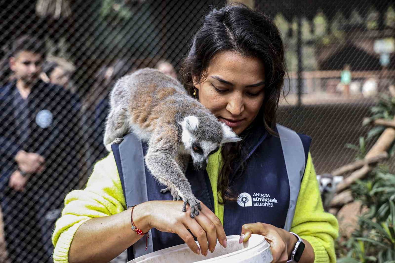 ANTALYA DOĞAL YAŞAM PARKI, LEMUR AİLESİNİN YENİ ÜYESİ "ZABUMAFU" İLE ZİYARETÇİLERİN İLGİ ODAĞI...