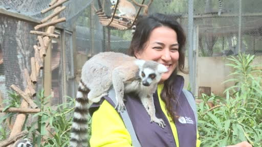 Antalya Doğal Yaşam Parkı’nda yavru lemur sevinci