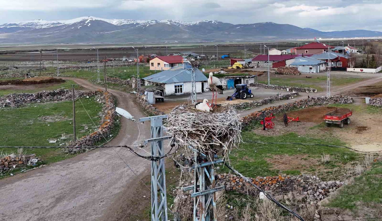 ARDAHAN'IN AĞZIPEK KÖYÜ, BAHARIN GELMESİYLE BİRLİKTE LEYLEKLERİN UĞRAK NOKTASI HALİNE GELDİ....