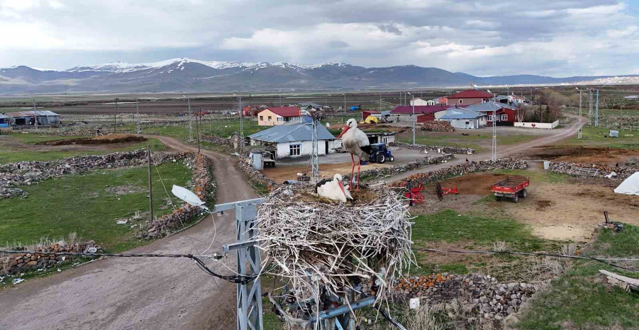 ARDAHAN'IN AĞZIPEK KÖYÜ, BAHARIN GELMESİYLE BİRLİKTE LEYLEKLERİN UĞRAK NOKTASI HALİNE GELDİ....