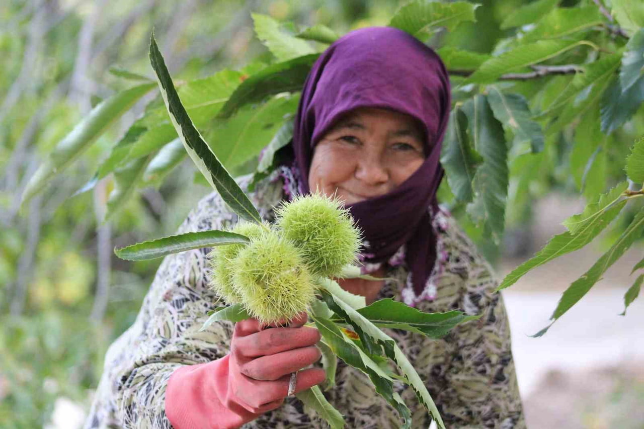 (ARŞİV FOTO) - AYDIN İL TARIM VE ORMAN MÜDÜRLÜĞÜ, KESTANE ALANLARINDA YAPILAN KONTROLLERDE VERİM...