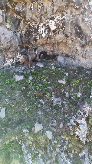 ARTVİN’İN ŞAVŞAT İLÇESİNDE ANNE AYI VE YAVRULARI İNLERİNDE DRONLA GÖRÜNTÜLENİRKEN, ARHAVİ’DE YOL...
