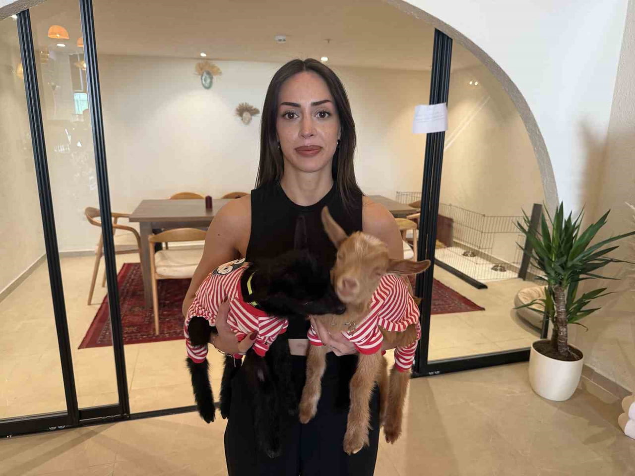 AVCILAR’DA KAFE SAHİBİ KADIN, ANNELERİ ÖLEN OĞLAKLARI SAHİPLENENDİ. KAFEDE BAKTIĞI KEÇİLER, SOSYAL...