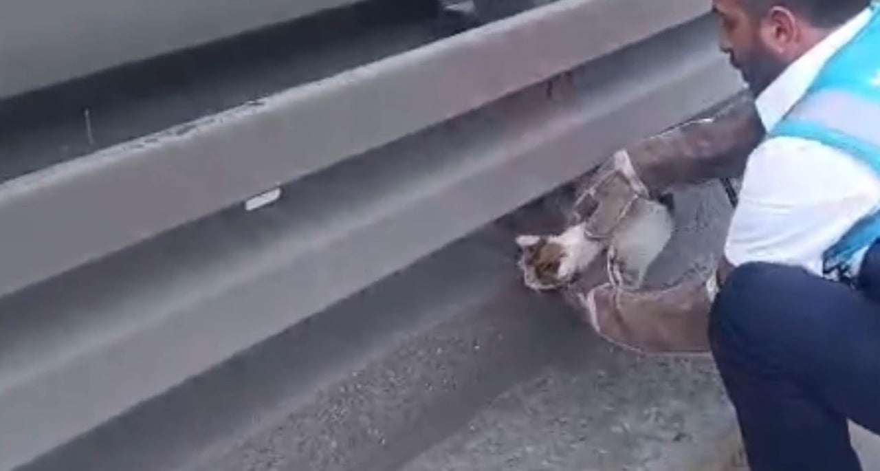 AVCILAR SAADETDERE VE ŞÜKRÜBEY METROBÜS DURAKLARI ARASINDA HAT İÇİNE GİREN 2 YAVRU KEDİ, İETT...
