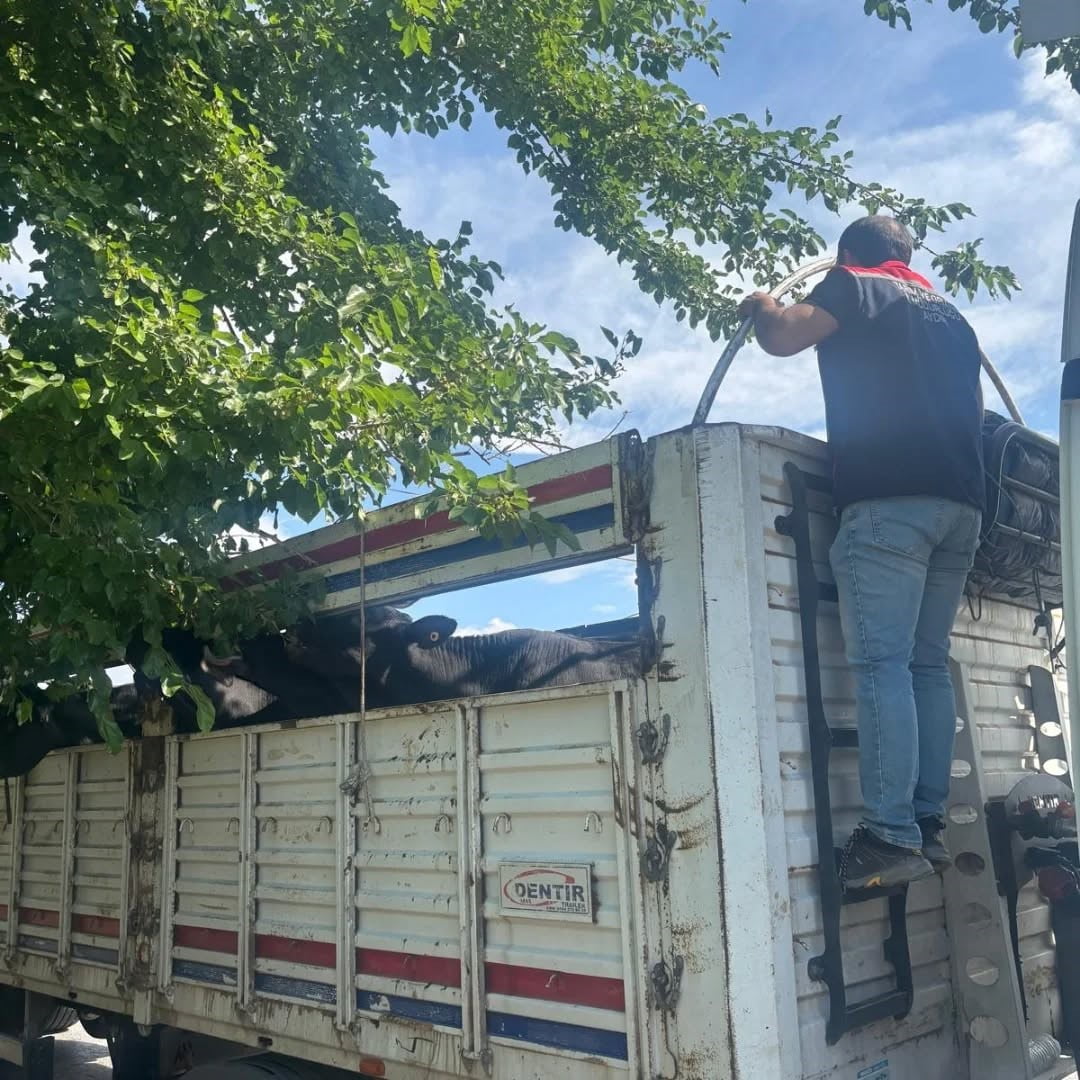 AYDIN'DA İL TARIM EKİPLERİ, KURBAN BAYRAMI NEDENİ İLE ARTAN HAYVAN HAREKETLERİNE YÖNELİK YOL...