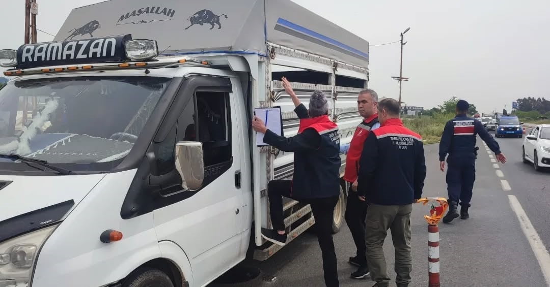 AYDIN'DA KURBAN BAYRAMI ÖNCESİNDE ARTAN HAYVAN HAREKETLİLİĞİ NEDENİYLE YOL KONTROL VE DENETİMLERİ...