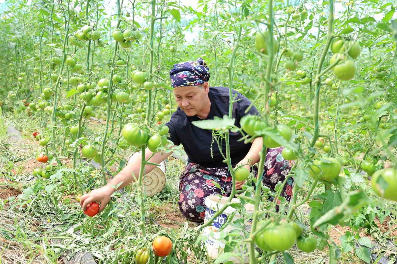 AYDIN'IN İNCİRLİOVA İLÇESİNDE ÜRETİLEN VE YERLİ HALKIN DANGALAK OLARAK İSİM VERDİĞİ YERLİ...